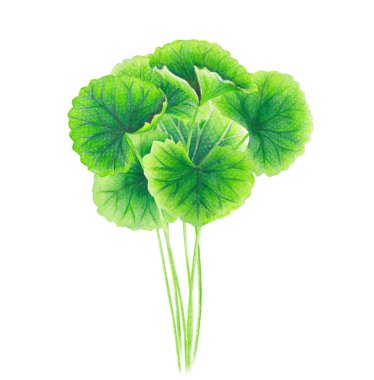 Beyaz arkaplan, sağlık ve tıbbi konsept üzerine Gotu kola yaprağı suluboya çizimi