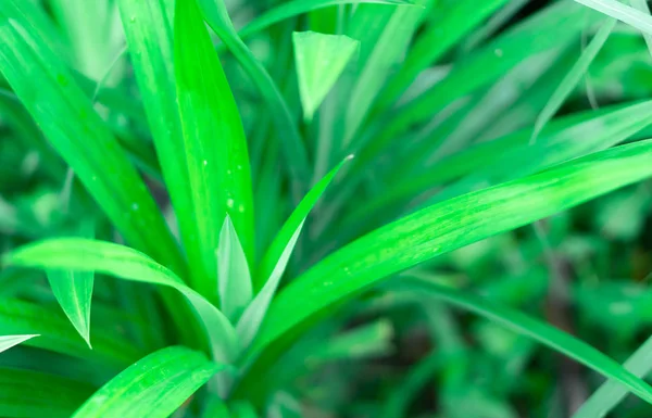 Hoja Pandan Verde Primer Plano Enfoque Selectivo — Foto de Stock