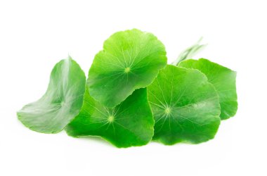 Gotu kola 'nın yakın çekim yaprağı, Asya pennywort' u, beyaz arka planda Hint pennywort 'u, bitki ve tıbbi konsept