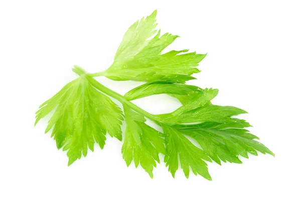 Čerstvý Zelený Celer Listy Bílém Pozadí Potraviny Pro Zdravé Koncept — Stock fotografie