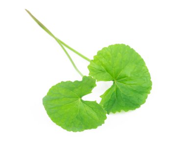 Gotu kola 'nın yakın çekim yaprağı, Asya pennywort' u, beyaz arka planda Hint pennywort 'u, bitki ve tıbbi konsept