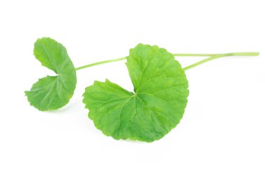 Gotu kola 'nın yakın çekim yaprağı, Asya pennywort' u, beyaz arka planda Hint pennywort 'u, bitki ve tıbbi konsept