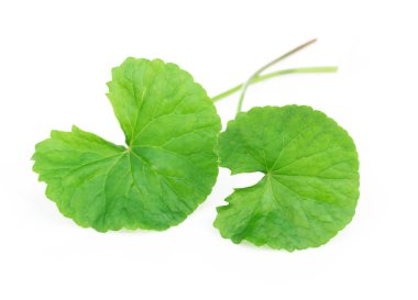 Gotu kola 'nın yakın çekim yaprağı, Asya pennywort' u, beyaz arka planda Hint pennywort 'u, bitki ve tıbbi konsept