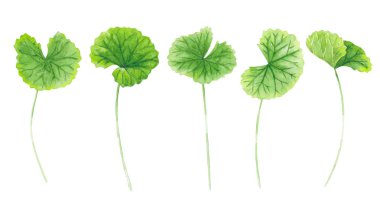 Beyaz arkaplan, sağlık ve tıbbi konsept üzerine Gotu kola yaprağı suluboya çizimi