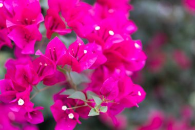 Tatlı pembe çiçek açan bougainvillea çiçek, seçici odak