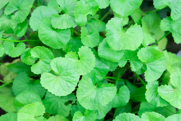 Folhas Close Gotu Kola Pennywort Asiático Pennywort Indiano Com Luz — Fotografia de Stock