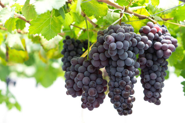 Крупный план красного винограда винные решетки в винограднике с более легким, выборочным фокусом
