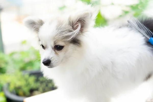 Pomeranian 선택적 초점을 — 스톡 사진