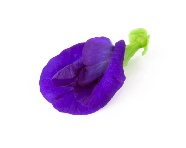 Butterfly Pea Flower White Background Herb Medical Concept — Stock Photo, Image