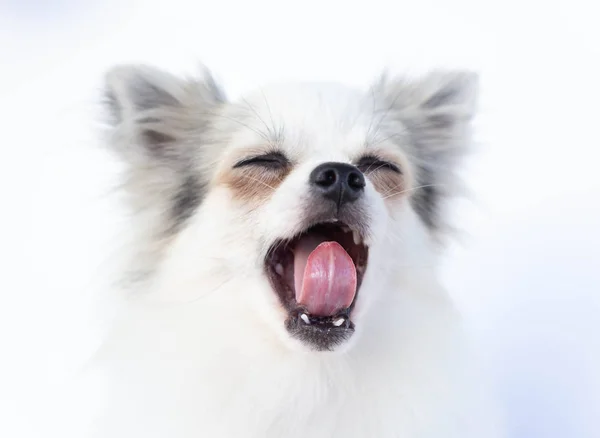 Closeup Rosto Cachorro Bonito Pomeranian Bocejo Com Fundo Branco Conceito — Fotografia de Stock