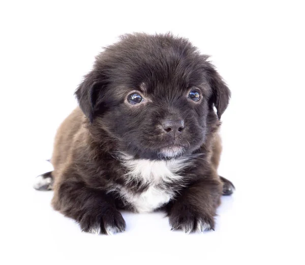 クローズ アップかわいい新しい生まれ子犬ブラック色白い背景 ペットの医療コンセプト 選択と集中に分離 — ストック写真