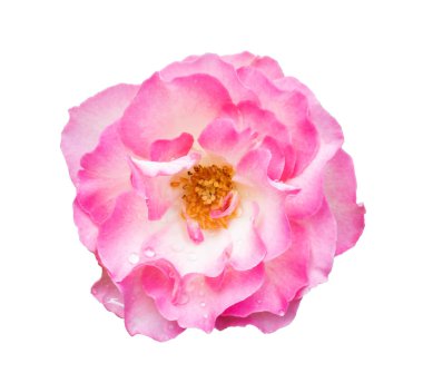 Beyaz arka plan üzerinde izole su damlası ile güzel pembe gül