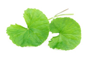 Gotu kola 'nın yakın çekim yaprağı, Asya pennywort' u, beyaz arka planda Hint pennywort 'u, bitki ve tıbbi konsept