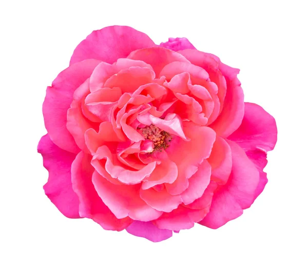 Beautiful Sweet Pink Rose Flower Isolated White Background Love Romantic — Stock Photo, Image