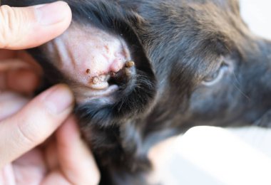 Closeup büyük kene parazit kulak köpek deri, seçici odak üzerinde