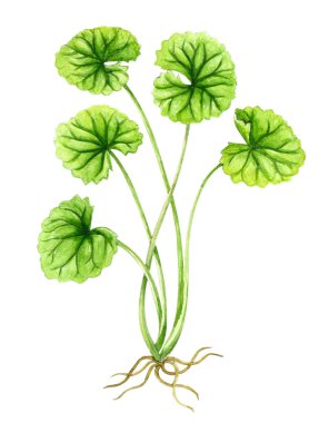 Beyaz arkaplan, sağlık ve tıbbi konsept üzerine Gotu kola yaprağı suluboya çizimi