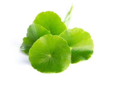 Gotu kola 'nın yakın çekim yaprağı, Asya pennywort' u, beyaz arka planda Hint pennywort 'u, bitki ve tıbbi konsept