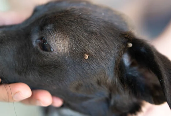 Närbild Stora Tick Parasit Ansikte Hund Hud Selektivt Fokus — Stockfoto