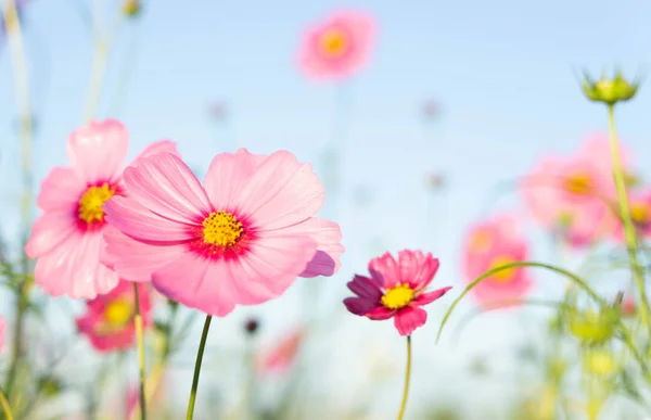 Closeup Beautiful Pink Cosmos Flower Blue Sky Background Selective Focus — Stock Photo, Image