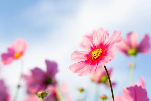 Closeup Beautiful Pink Cosmos Flower Blue Sky Background Selective Focus — Stock Photo, Image