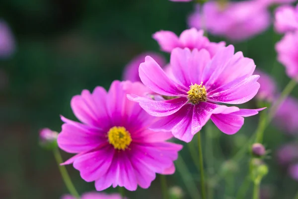 Closeup Beautiful Pink Cosmos Flower Field Selective Focus — Stock Photo, Image