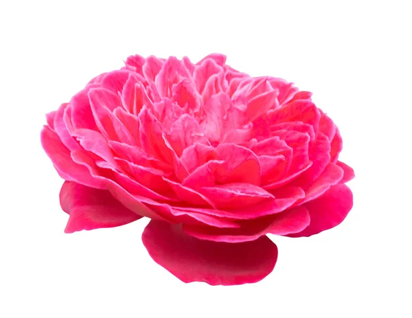 美丽的甜美粉红色玫瑰花孤立在白色背景 爱和浪漫的概念 — 图库照片