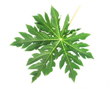 Kapalı yeşil papaya yaprağı beyaz arkaplanda izole