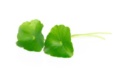 Gotu kola 'nın yakın çekim yaprağı, Asya pennywort' u, beyaz arka planda Hint pennywort 'u, bitki ve tıbbi konsept