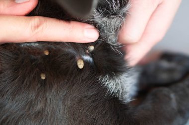 Closeup el gösteren büyük kene parazit bir köpek deri, selectivee odak 