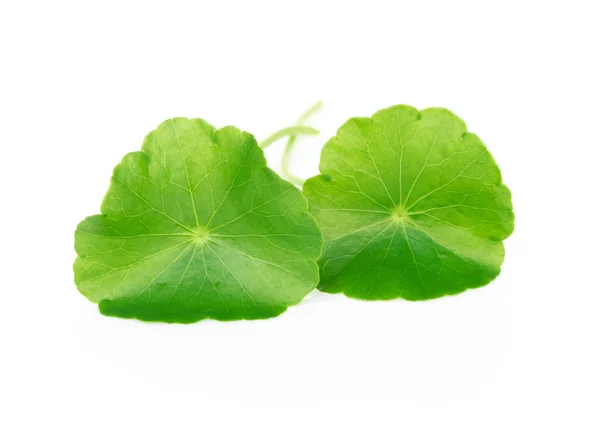 Folha de close-up de Gotu kola, Pennywort asiático, Pennywort indiano sobre fundo branco, erva e conceito médico — Fotografia de Stock