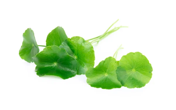 Close-up blad van Gotu kola, Aziatische pennywort, Indiase pennywort op witte achtergrond, kruid en medisch concept — Stockfoto