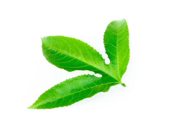 Groene passievruchten bladeren geïsoleerd op witte achtergrond — Stockfoto