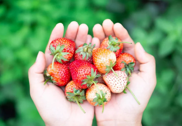 Main tenant fraise fraîche avec fond vert nature, mise au point sélective — Photo