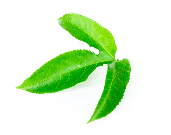 Green passion fruit leaves isolated on white background Stock Image