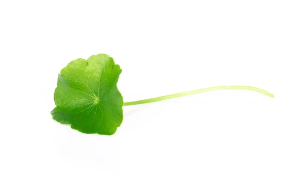 Folha de close-up de Gotu kola, Pennywort asiático, Pennywort indiano sobre fundo branco, erva e conceito médico — Fotografia de Stock