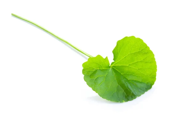 Folha de close-up de Gotu kola, Pennywort asiático, Pennywort indiano sobre fundo branco, erva e conceito médico — Fotografia de Stock