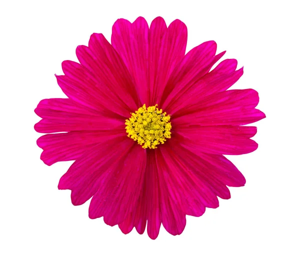 Pink Cosmos flower isolated on white background — Stock Photo, Image