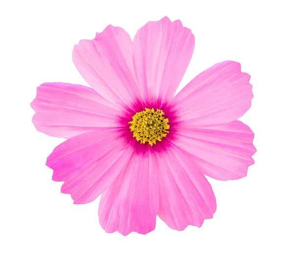 Pink Cosmos flower isolated on white background — Stock Photo, Image