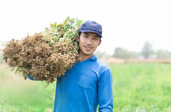 Gros jardinier homme tenant arachide crue fraîche avec le visage heureux dans le champ vert, mise au point sélective — Photo