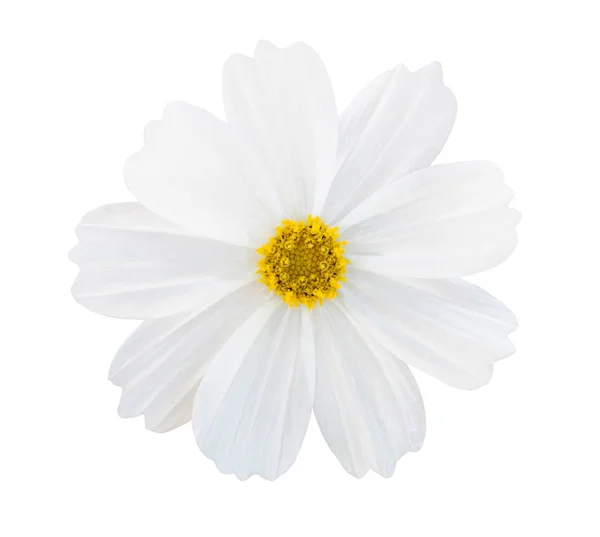 Біла квітка космосу ізольована на білому тлі — стокове фото
