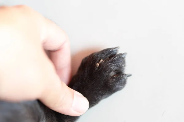 Nahaufnahme einer Hand, die einen großen Zeckenparasiten auf der Hundehaut zeigt, selektiver Fokus — Stockfoto