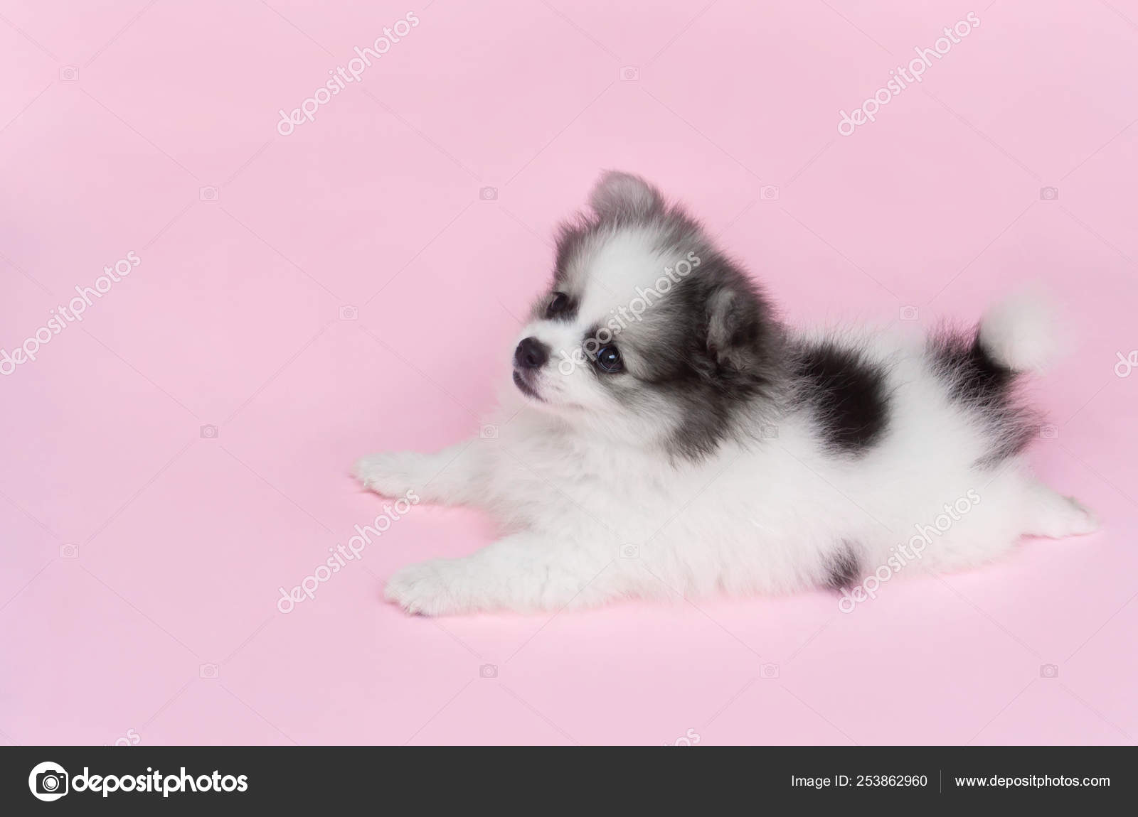 baby pomeranian dog