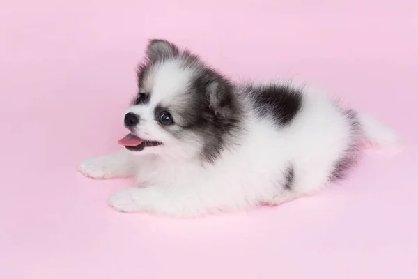 Cão bonito pomeranian bebê no fundo rosa para o conceito de cuidados de saúde animal de estimação, foco seletivo — Fotografia de Stock