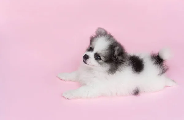 Cão bonito pomeranian bebê no fundo rosa para o conceito de cuidados de saúde animal de estimação, foco seletivo — Fotografia de Stock