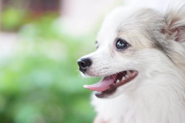 Yavru Pomeranian 'ın yakın plan yüzü yeşil doğa geçmişi olan bir şeye bakıyor, köpek sağlığı konsepti, seçici odaklanma