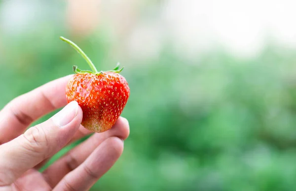 Main tenant fraise fraîche avec fond vert nature, mise au point sélective — Photo