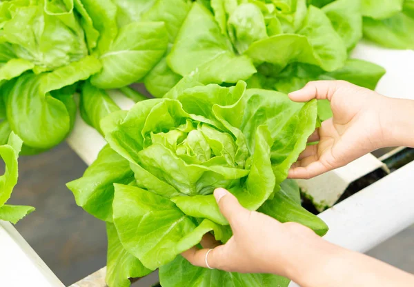 Primer plano sosteniendo la mano vegetal fresca hidropónica en el campo, concepto de comida saludable, enfoque selectivo — Foto de Stock