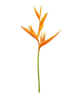 Sarı Strelitzia reginae (cennet kuşu) beyaz arka planda tropikal çiçek seti, botanik dijital illüstrasyon
