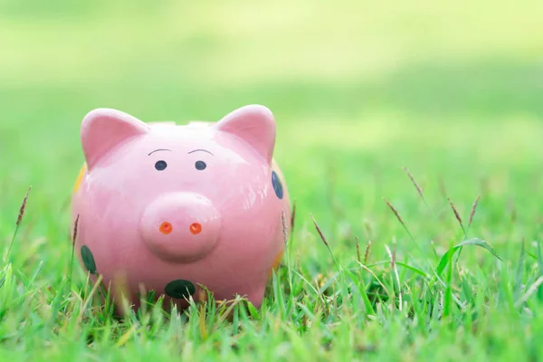 Hucha de cerdito en hierba verde con luz solar en la mañana, seleccione el enfoque — Foto de Stock