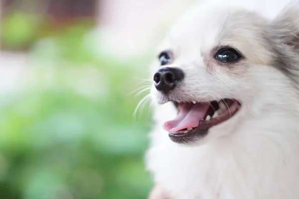 강아지 포메라니안의 클로즈업 얼굴 녹색 배경, 개의 건강 한 개념, 선택적 집중 — 스톡 사진